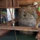 Structural Repairs to Jetty Pilings